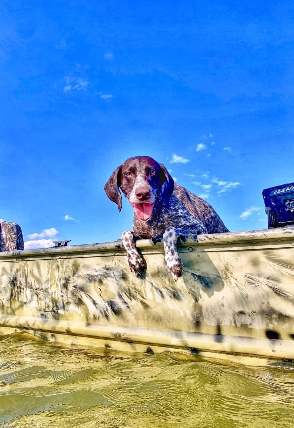 /images/uploads/southeast german shorthaired pointer rescue/segspcalendarcontest2019/entries/11453thumb.jpg